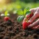 Mains plantant une framboise dans un sol riche en jardin