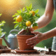 Personne transplantant un petit arbre de citron dans un pot en terre cuite